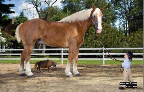 کوچکترین و بزرگترین اسبهای دنیا!