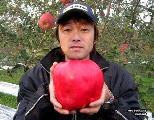 بزرگترین و سنگین ترین سیب دنیا!