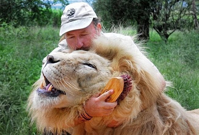 دوستی مطلق بین یک مرد و 38 شیر درنده (تصویری)
