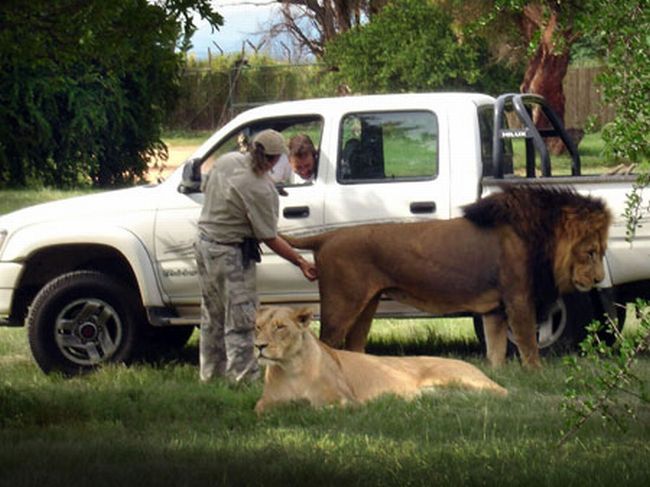 دوستی مطلق بین یک مرد و 38 شیر درنده (تصویری)