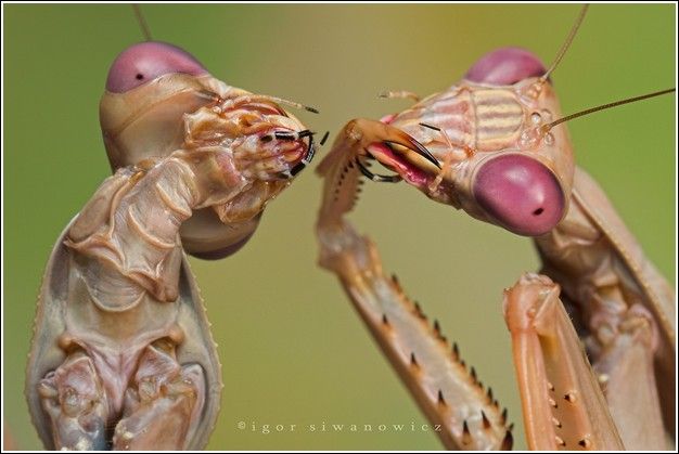 حشرات شگفت انگیز (تصویری) Tafrihi.Com