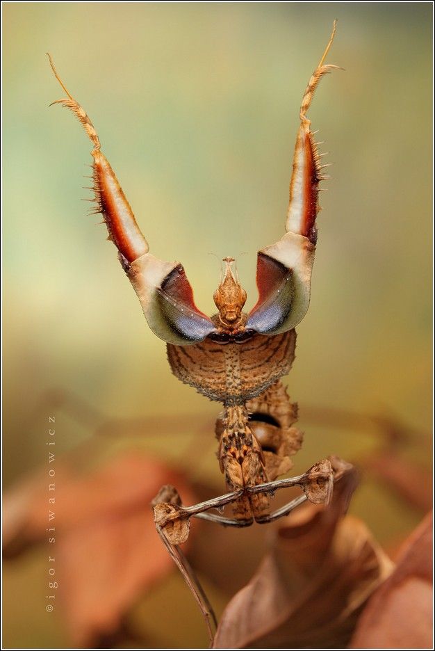 حشرات شگفت انگیز (تصویری) Tafrihi.Com