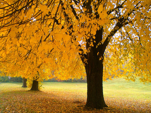 پاییز هزار رنگ کانادا (تصویری)