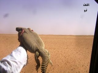 شکار و خوردن سوسمار در عربستان(گزارش تصویری) 