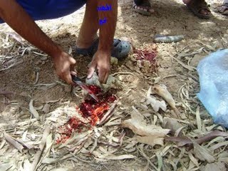 شکار و خوردن سوسمار در عربستان(گزارش تصویری) Tafrihi.Com