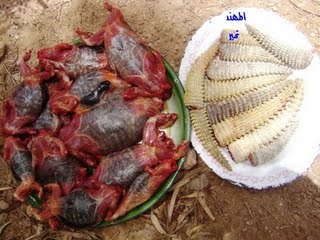 شکار و خوردن سوسمار در عربستان(گزارش تصویری) Tafrihi.Com