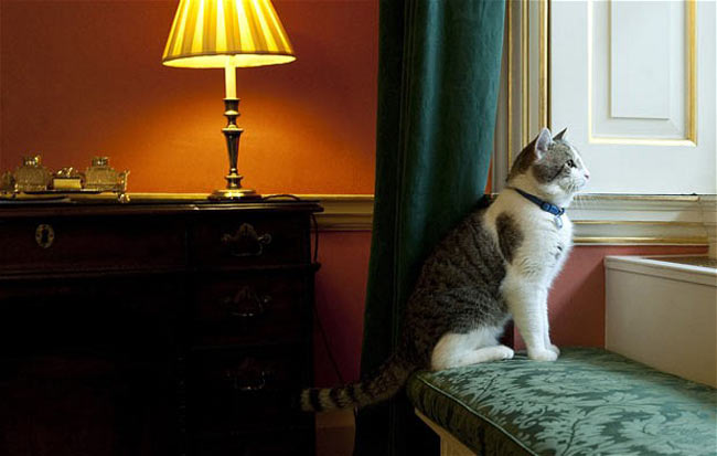 گربه خانگي نخست وزير بريتانيا