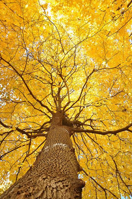 عکس دیدنی : یک درخت در دو فصل www.TAFRIHI.com