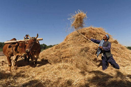 کشاورز افغان در هرات مشغول جمع آوری یونجه