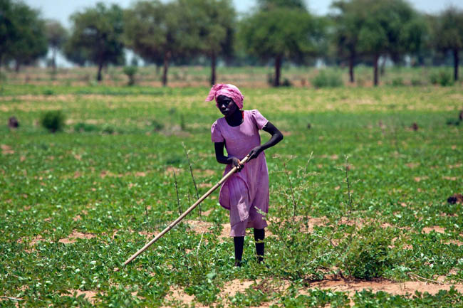 کشاورز زن سودانی مشغول کار در زمینی زراعی در دارفور
