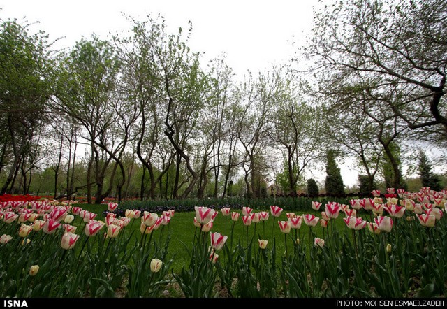 زیبایی گل‌های پیازی - مشهد (عکس)