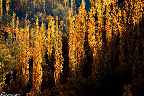 روی عکس ها کلیک کنید