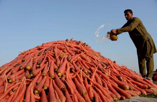 فروش هویج در شهر جلال آباد افغانستان