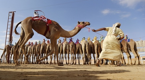 مسابقات سالانه شتر سواری ابوظبی – امارات