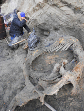 کشف بقایای یک ماموت از 45 هزار سال پیش در شمال روسیه