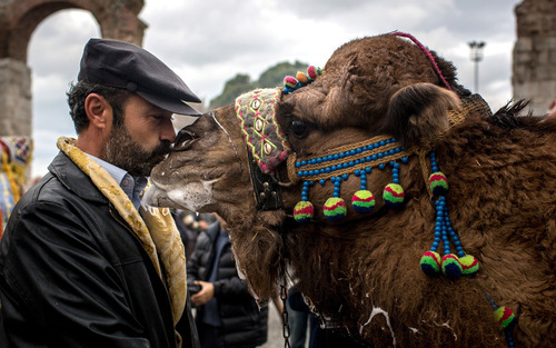 مرد شتردار در حال بوسه زدن به شترش پیش از برگزاری جشنواره سالانه زورآزمایی شترها- شهر سلجوق ترکیه