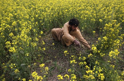 کشاورز پاکستانی در حال درو محصول خردل – لاهور