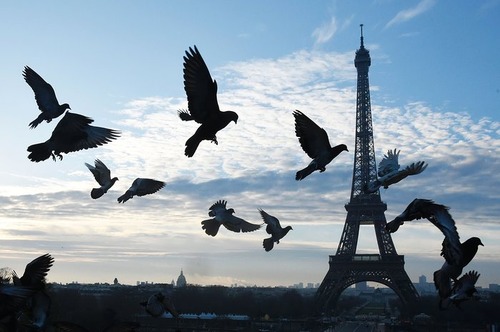 پرواز پرندگان بر فراز شهر پاریس
