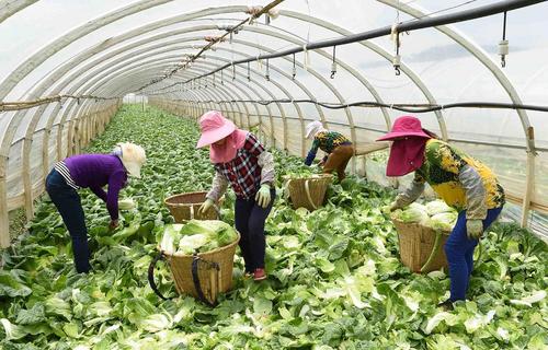 کشاورزان در حال جمع آوری سبزیجات کشت شده  در یک مزرعه گلخانه ای – استان یونان در چین