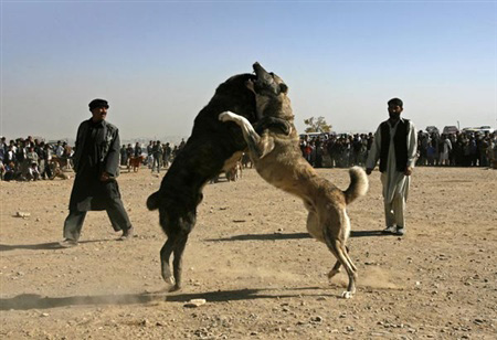 عکس سگ افغانی بزرگ