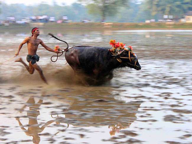 مسابقه گاوها در هند