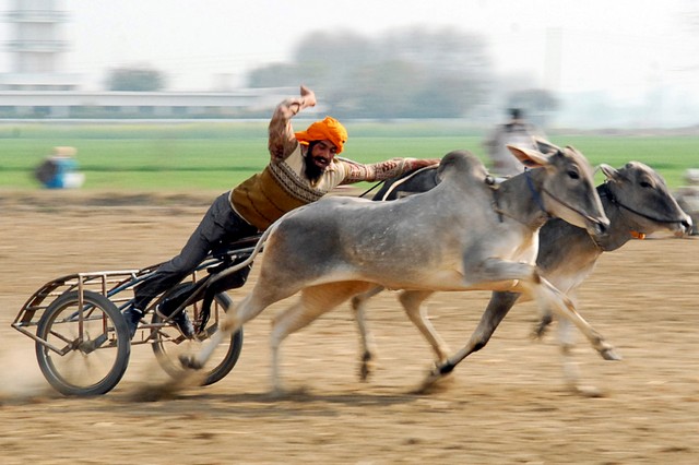 مسابقات گاورانی