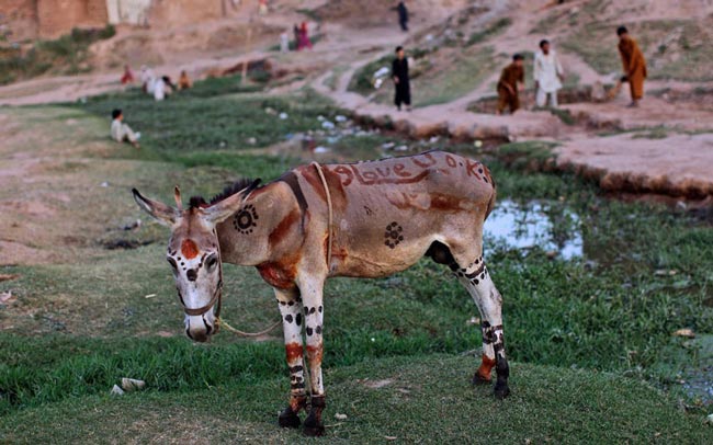 الاغ رنگی