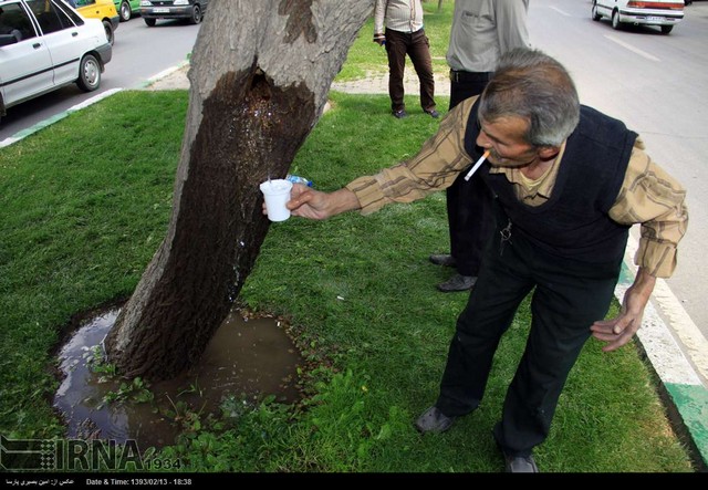 جوشش آب از دل درخت در همدان (عکس)