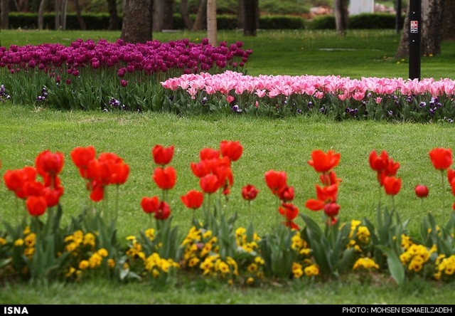زیبایی گل‌های پیازی - مشهد (عکس)