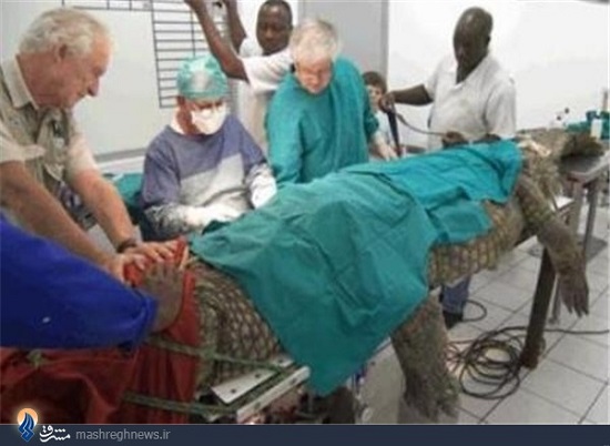 جراحی تمساح 2 متری (+عکس)