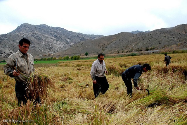 برداشت برنج در آذربایجان (عکس)