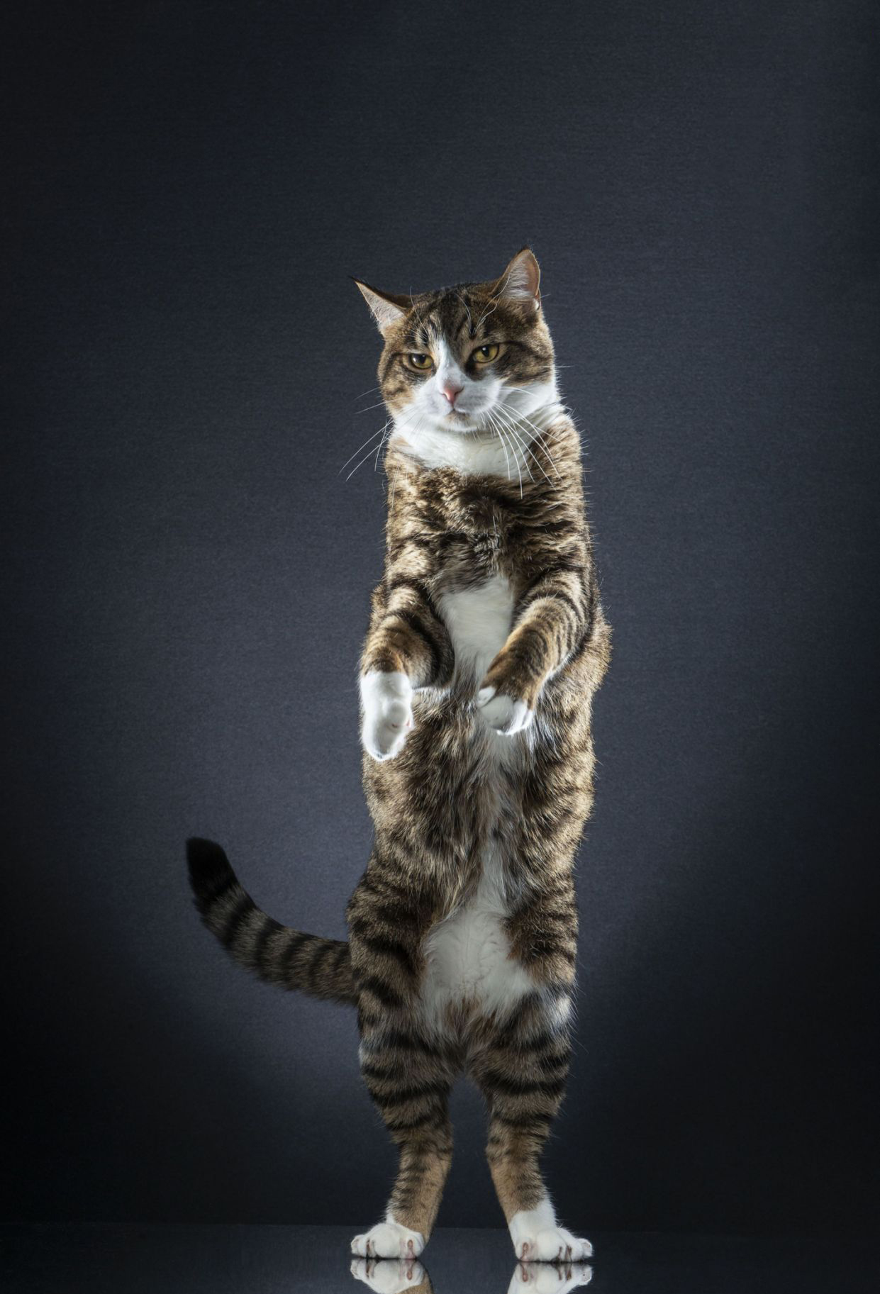 Фото стоячего кота