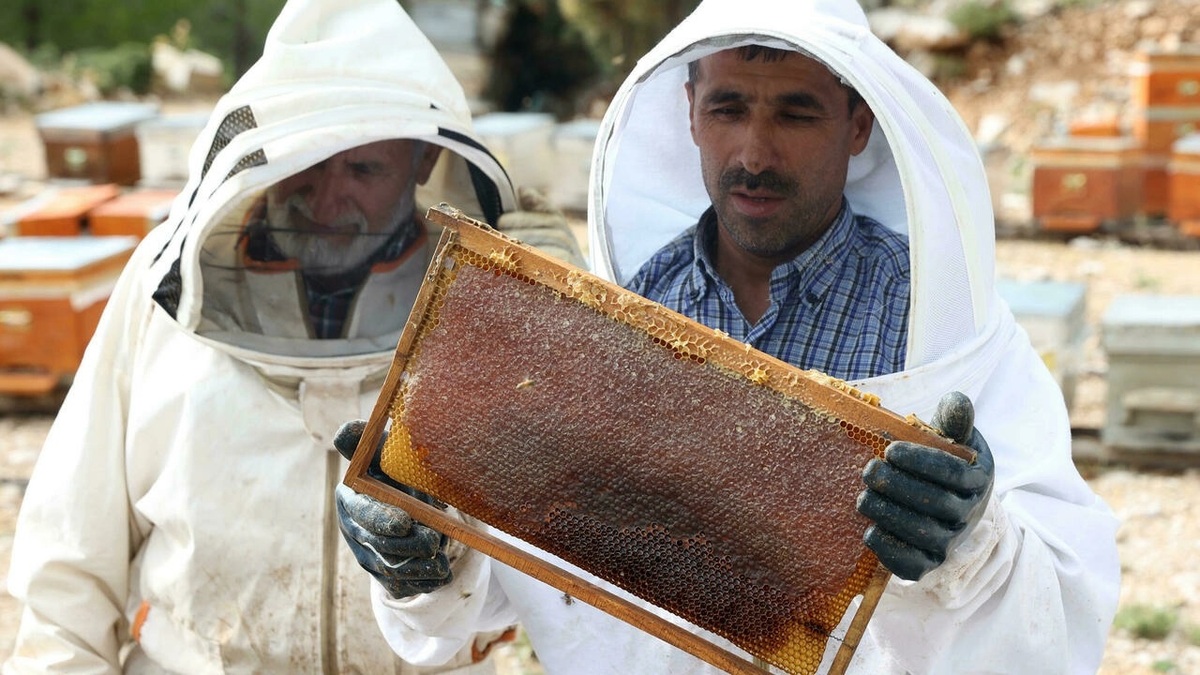 اثر آتش سوزی ترکیه بر صنعت عسل کاج/ از خطر نابودی تا گرانی عسل