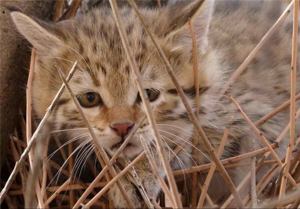 ضبط تصاویر یک قلاده ‌گربه وحشی در مناطق حفاظت شده شاهرود