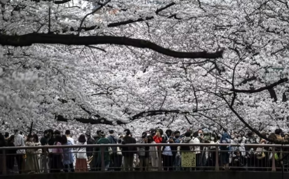 ببینید| شکفتن زود هنگام شکوفه‌های گیلاس ژاپنی‌ها را متعجب کرد