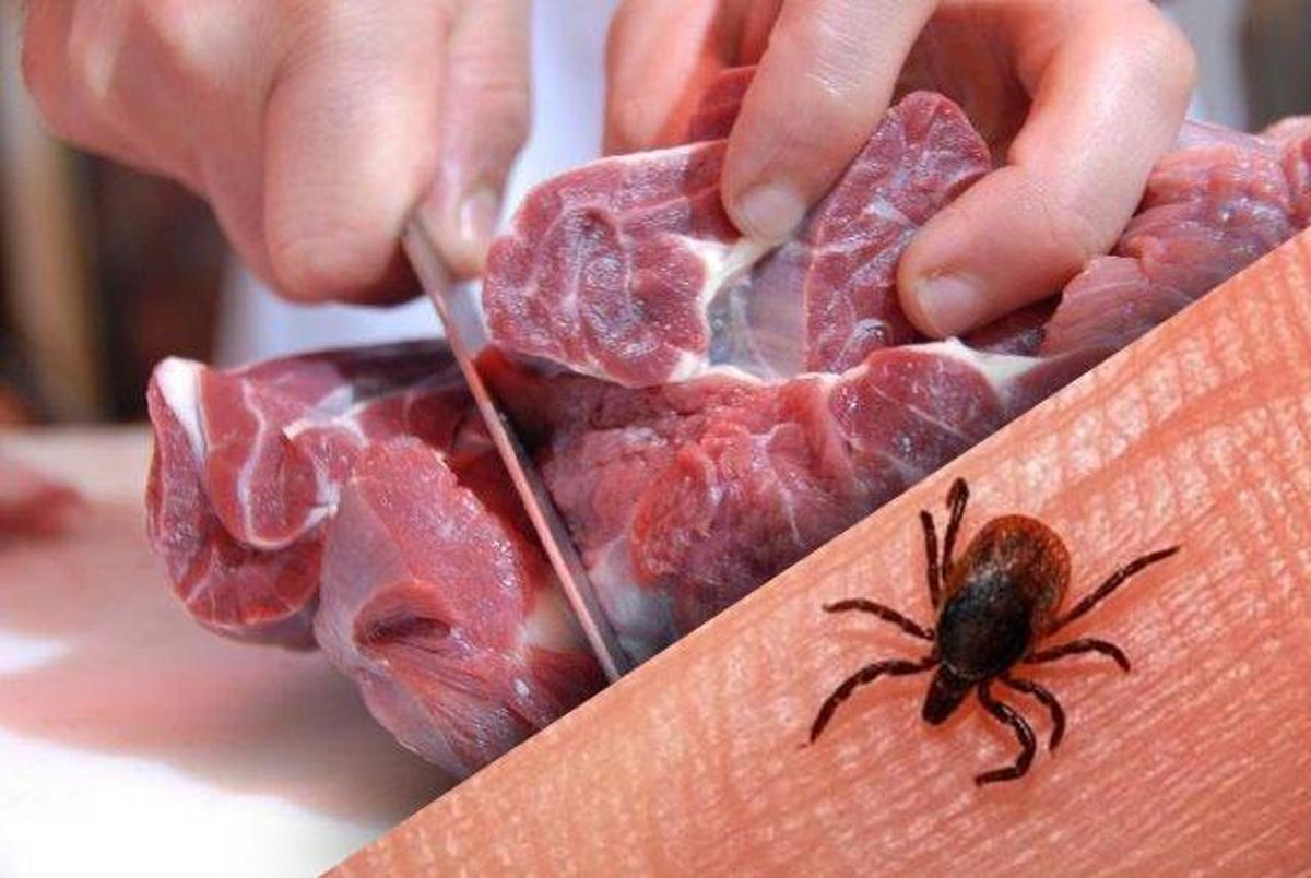 راه‌های پیشگیری از تب کریمه: بلافاصله پس از ذبح گوشت نخورید/ با دستکش گوشت خُرد کنید