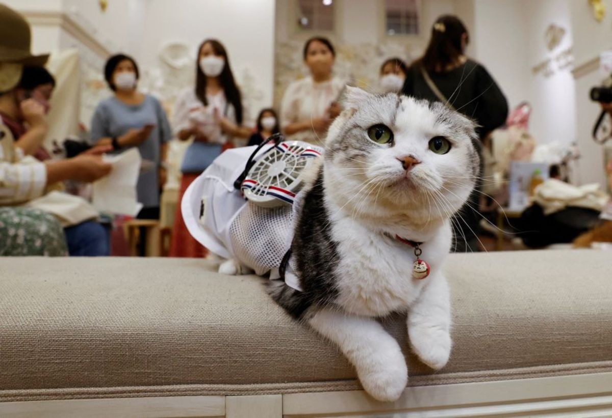 ببینید| لباس پنکه‌دار مخصوص سگ و گربه در ژاپن