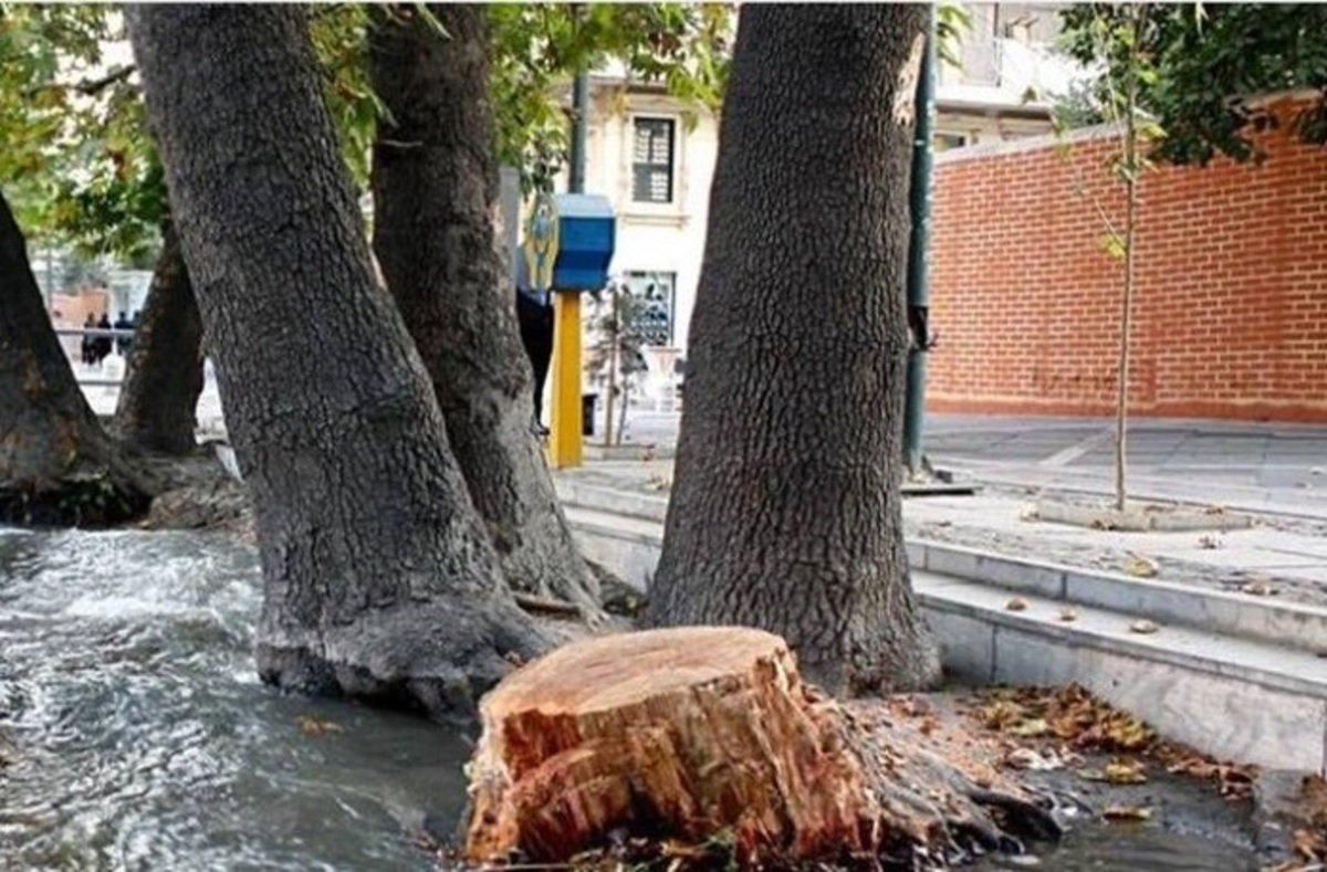 خشکاندن و قطع ۱۸۷ درخت در مجموعه ورزشی انقلاب/ وزارت ورزش ورود کند