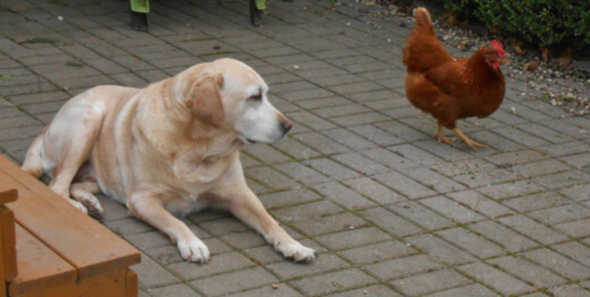 ببینید| طنز؛ وقتی مرغ، سگ را دنبال می‌کند