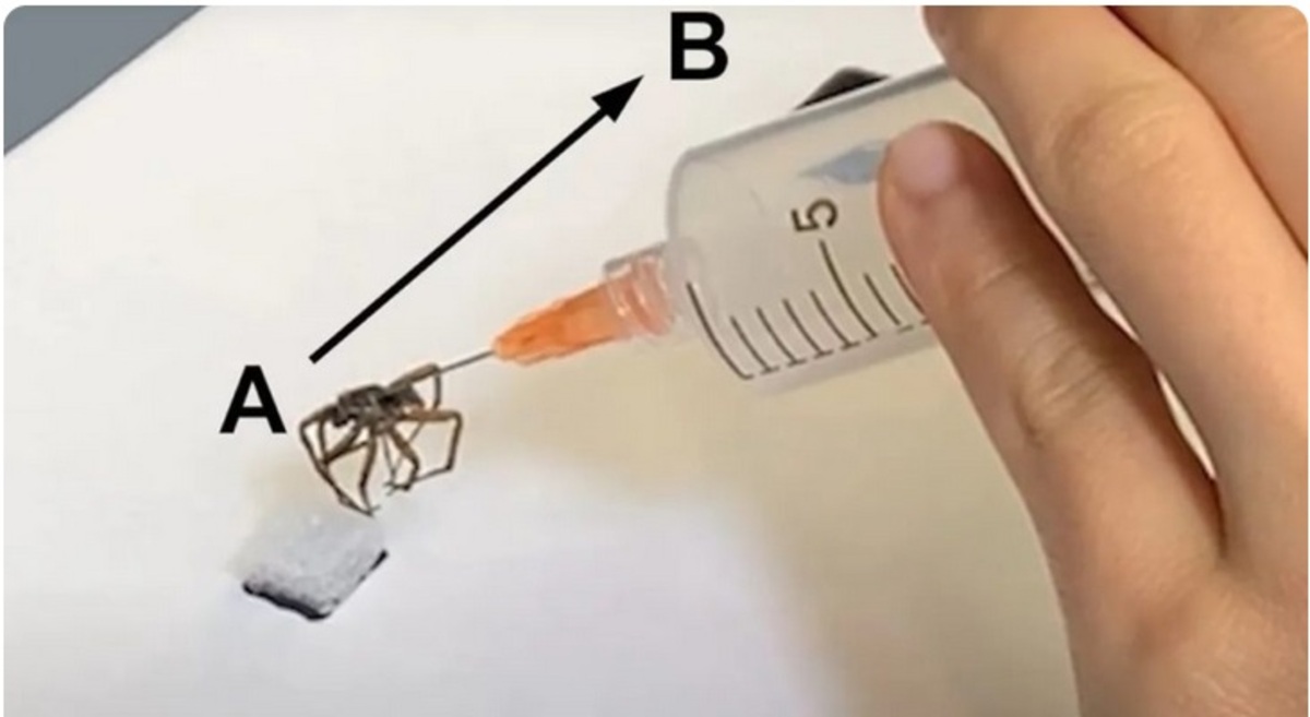 پژوهشگران با تزریق هوا به عنکبوت مرده، ربات ساختند