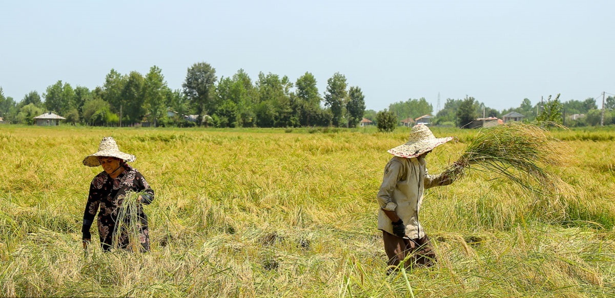 سرقت شبانه ساقه‌های برنج از شالیزارها/ سارقان شبی ۵ میلیون تومان درآمد دارند