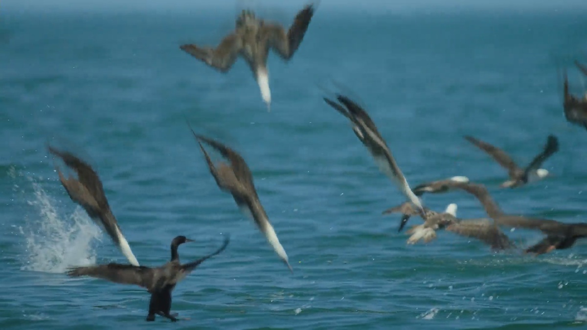 ببینیید| خیره‌کننده‌ترین تصویری که از شکار پرندگان در دریا دیده‌اید/ پنج میلیون پرنده مثل بمب‌افکن در آب شیرجه می‌زنند