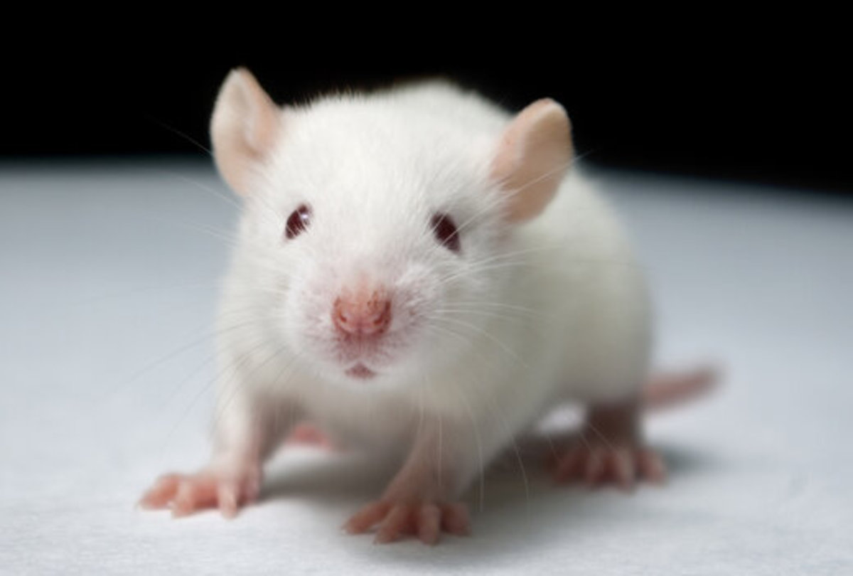 ببینید| روسیه؛ کشف موش مرده در بسته غذایی