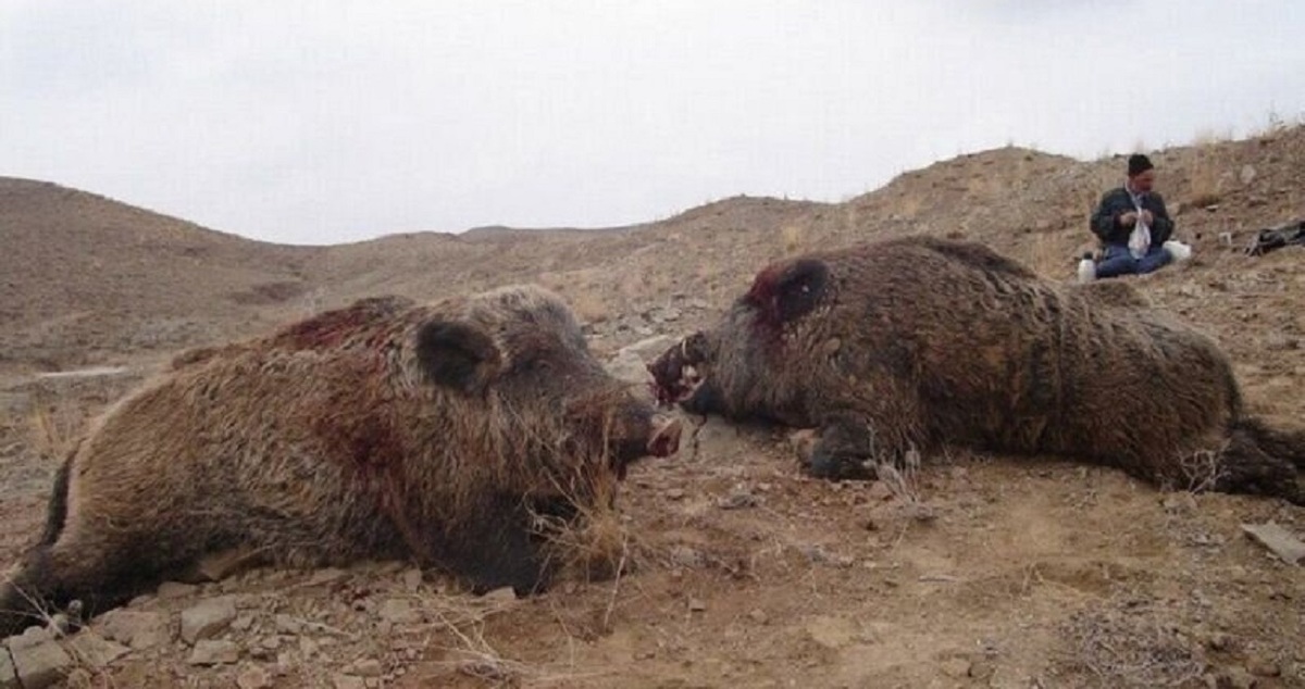 شیوع عجیب گرازخوری در برخی مناطق ایران/ شکارچی: رستوران‌ها از ما گوشت گراز می‌خرند