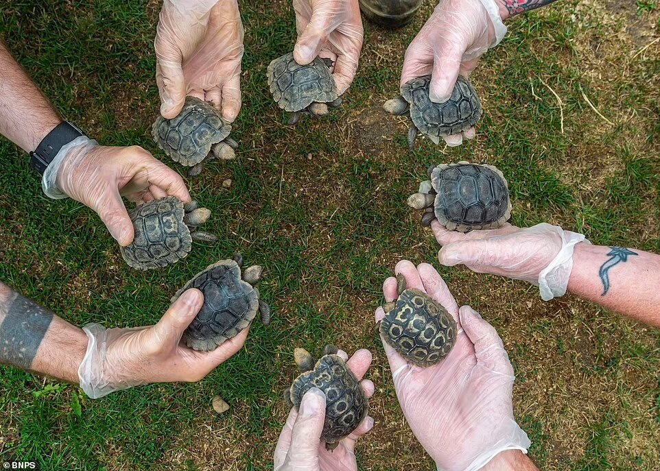 لاک‌پشت ۷۰ ساله غول‌پیکر که با ۸ بچه جلوی انقراض خود را گرفت (+عکس)