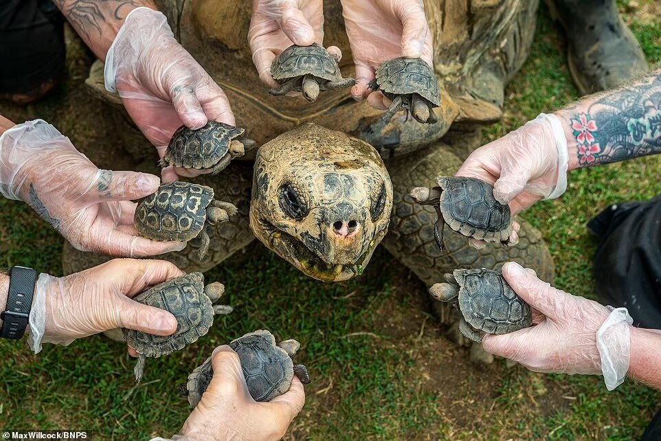 لاک‌پشت ۷۰ ساله غول‌پیکر که با ۸ بچه جلوی انقراض خود را گرفت (+عکس)