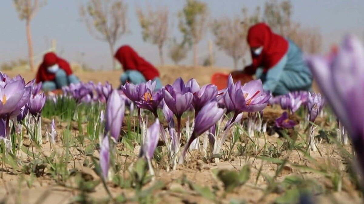 ببینید| تعطیلی مدارس دخترانه افغانستان/ دختران مدرسه‌ای یا کارگران مزرعه‌ای؟