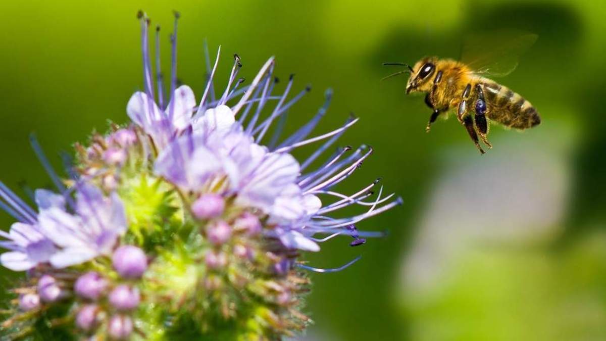 ببینید | تأثیر منفی مواد شیمیایی بر گرده افشانی زنبورها