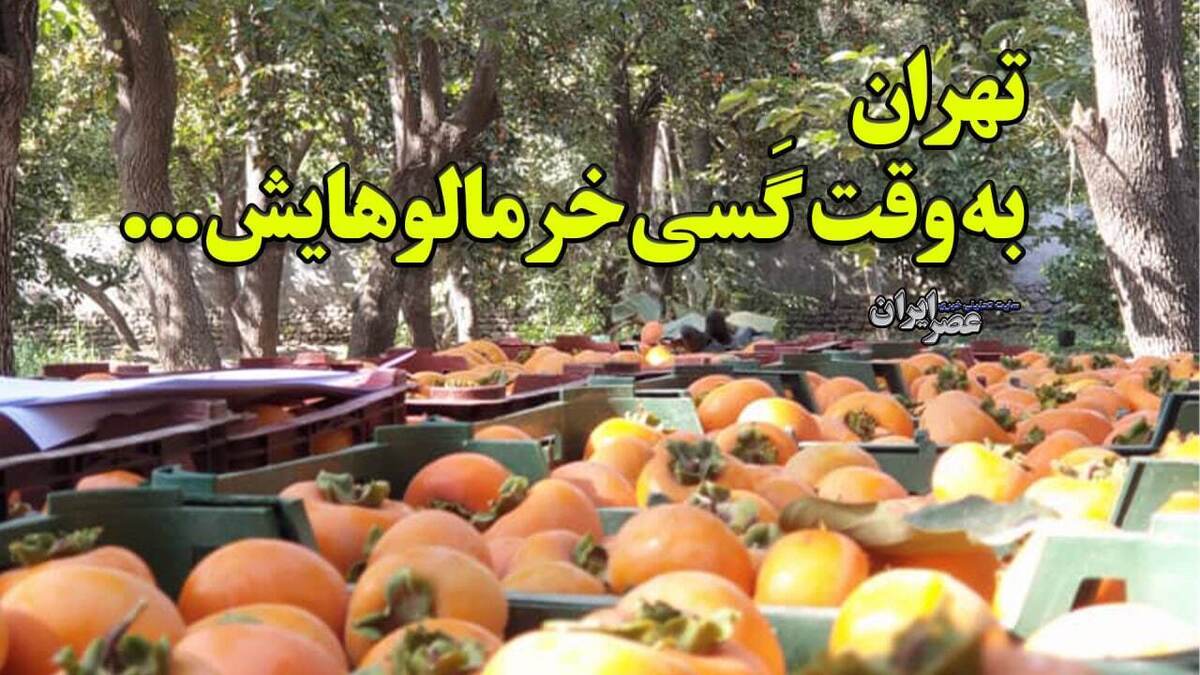 تهران به طعم گسی خرمالوهایش/ چه بر سر میوه محبوب تهران می‌آید؟ (فیلم)