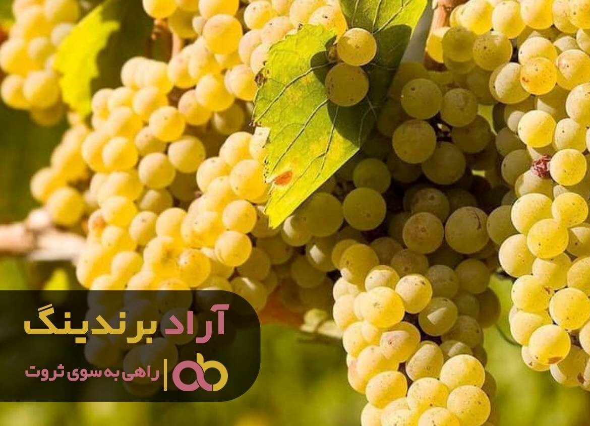 عسل اورازان اصل را از کجا بخریم؟ 3